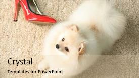  Presentation with faithful - Beautiful presentation featuring old faithful - pomeranian spitz dog with women backdrop and a  colored foreground