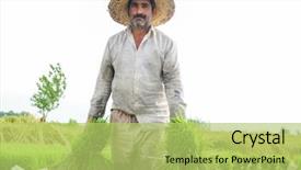  Presentation with plantation - Audience pleasing slide deck consisting of old farmer working on rice backdrop and a yellow colored foreground