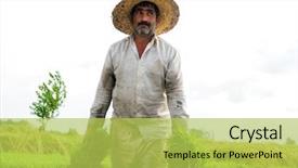  Presentation with plantation - Beautiful PPT theme featuring old farmer working on rice backdrop and a  colored foreground