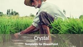  Presentation with plantation - Amazing PPT theme having old farmer working on rice backdrop and a gray colored foreground