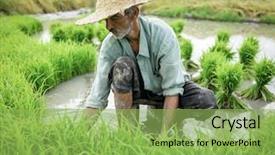 Presentation with plantation - Slide set with old farmer working on rice background and a yellow colored foreground