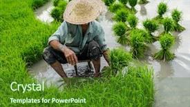  Presentation with plantation - Audience pleasing PPT theme consisting of old farmer working on rice backdrop and a forest green colored foreground
