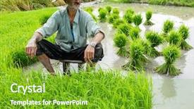  Presentation with plantation - Amazing slide deck having old farmer working on rice backdrop and a shamrock green colored foreground