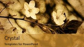  Presentation with old fashioned - Slide set having old-fashioned flower background and a gold colored foreground