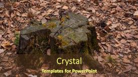  Presentation with dark forest - Slides having old-felled-tree-trunk background and a tawny brown colored foreground