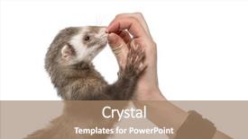  Presentation with human - PPT theme featuring old ferret eating in human background and a coral colored foreground