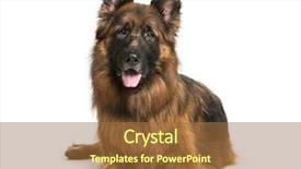  Presentation with german shepherd two young puppys - Slide deck with old german shepherd dog lying background and a red colored foreground