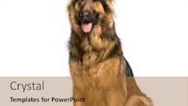  Presentation with old dog - Audience pleasing slide set consisting of old german shepherd dog sitting backdrop and a gold colored foreground
