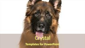  Presentation with old dog - Audience pleasing presentation consisting of old german shepherd dog backdrop and a tawny brown colored foreground