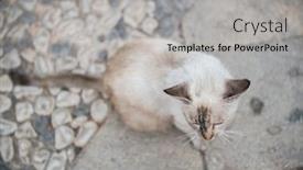 Presentation with walking cat - Amazing PPT theme having old-gray-cat-walking backdrop and a light gray colored foreground