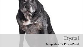  Presentation with old dog - PPT theme enhanced with old-graying-american-staff-dog background and a light gray colored foreground