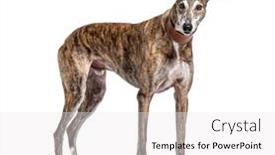  Presentation with greyhound - Presentation theme consisting of old-greying-brown-greyhound-isolated background and a white colored foreground