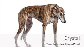  Presentation with greyhound - Amazing theme having old-greying-brown-greyhound-isolated backdrop and a white colored foreground