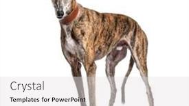  Presentation with greyhound - Presentation design enhanced with old-greying-brown-greyhound-isolated background and a light gray colored foreground