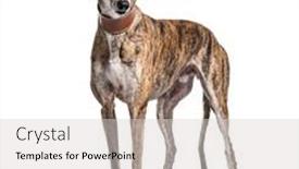  Presentation with greyhound - Amazing presentation theme having old-greying-brown-greyhound-isolated backdrop and a light gray colored foreground