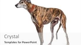  Presentation with greyhound - Presentation consisting of old-greying-brown-greyhound-isolated background and a white colored foreground