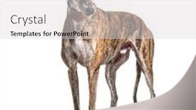  Presentation with greyhound - Beautiful presentation design featuring old-greying-brown-greyhound-isolated backdrop and a light gray colored foreground