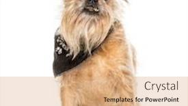  Presentation with old dog - Amazing PPT theme having old-griffon-bruxellois-dog-showing backdrop and a coral colored foreground