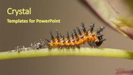  Presentation with old days - Amazing slide deck having old gulf fritillary butterfly caterpillar backdrop and a tawny brown colored foreground