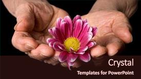 Presentation with black babies hands and feet - Amazing slides having old hands with a flower backdrop and a wine colored foreground