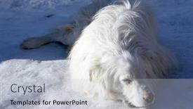  Presentation with homeless - PPT theme with old-homeless-dog-sleeps background and a light gray colored foreground