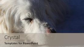  Presentation with homeless - Slide deck having old-homeless-dog-sleeps background and a light gray colored foreground