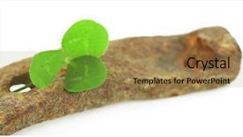  Presentation with white horse - PPT layouts enhanced with old horse shoe with clover background and a  colored foreground