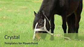  Presentation with old animal statue - Audience pleasing PPT layouts consisting of old horses in the meadow backdrop and a yellow colored foreground