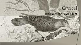  Presentation with paris - PPT layouts with cowprint - old illustration of brown-headed cowbird background and a light gray colored foreground