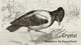  Presentation with pastor - Audience pleasing PPT layouts consisting of rosy starling pastor roseus backdrop and a soft green colored foreground