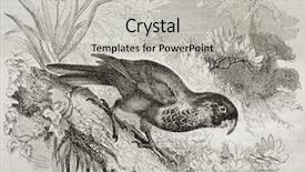  Presentation with paris - Beautiful PPT theme featuring old illustration of varied lorikeet backdrop and a light gray colored foreground