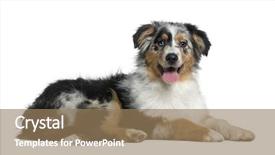  Presentation with old dog - Cool new presentation theme with old in front of white backdrop and a coral colored foreground
