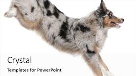  Presentation with old dog - Slide set having old in front of white background and a white colored foreground