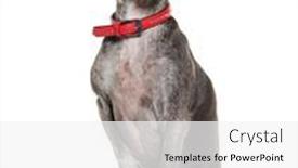  Presentation with greyhound - Presentation theme consisting of old-italian-greyhound-with-red background and a white colored foreground