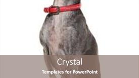  Presentation with greyhound - Theme having old-italian-greyhound-with-red background and a gray colored foreground