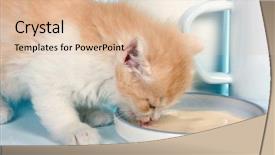  Presentation with kitten - Presentation theme featuring old kitten licking cat milk background and a lemonade colored foreground