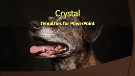  Presentation with pit bull - Amazing slide set having old labrador pit bull mix backdrop and a wine colored foreground