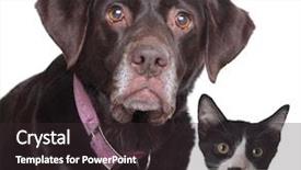  Presentation with cat - Audience pleasing theme consisting of old labrador retriever and cat backdrop and a wine colored foreground