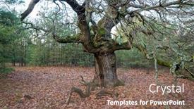  Presentation with oak forest - Slide set having old-leafless-oak-tree background and a violet colored foreground