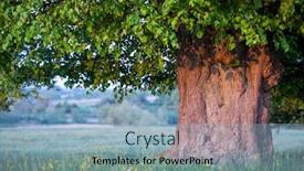  Presentation with green foliage - Presentation theme featuring old-linden-tree-on-summer background and a light blue colored foreground