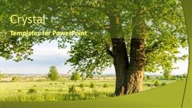  Presentation with green foliage - Presentation theme with old-linden-tree-on-summer background and a tawny brown colored foreground