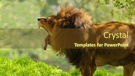  Presentation with lion - Audience pleasing slides consisting of old lion having just woken up from a nap yawns backdrop and a tawny brown colored foreground