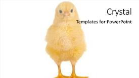  Presentation with pencils blue one yellow - Colorful presentation theme enhanced with old little yellow easter chick backdrop and a white colored foreground