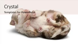  Presentation with old days - Presentation theme featuring old lying on its back background and a  colored foreground