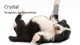  Presentation with old days - Slide deck having old lying on its back background and a white colored foreground