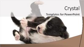  Presentation with old days - PPT theme enhanced with old lying on its back background and a  colored foreground