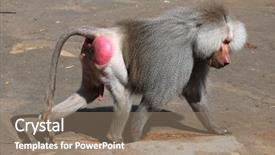  Presentation with animal - PPT theme enhanced with old male hamadryas baboon papio background and a coral colored foreground