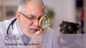  Presentation with old dog - Amazing presentation theme having old-male-vet-doctor-examining backdrop and a light gray colored foreground