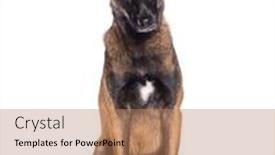  Presentation with old dog - PPT layouts enhanced with old-malinois-dog-starting background and a coral colored foreground