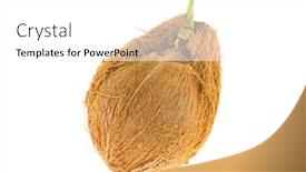  Presentation with coconut shell - PPT theme enhanced with old mature raw coconut shell with brown fiber and green sprout isolated on white background background and a white colored foreground